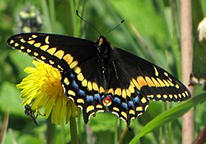 Short-tailed Swallowtail, Elliston