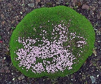 Silene acaulis - Mosscampion