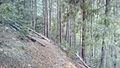 Sixshooter trail trees, Pinal Mountains, AZ