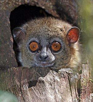 Small-toothed sportive lemur (Lepilemur microdon) head