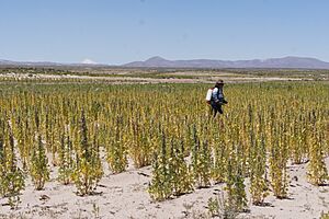 Spraying pesticides in quinoa field