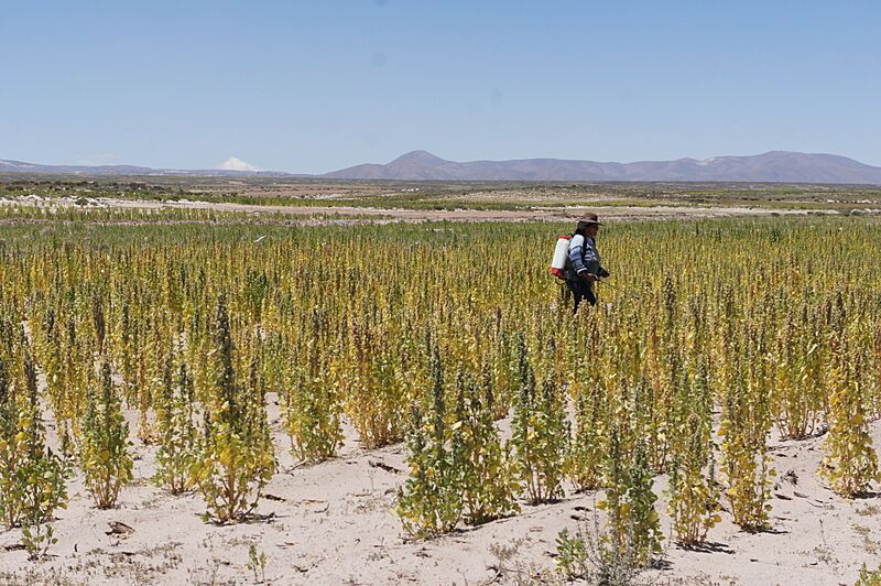 Spraying pesticides in quinoa field