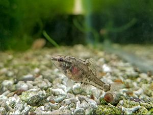 Spring Pygmy Sunfish at CFI