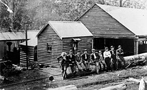 StateLibQld 1 74207 Workers pose for a photograph at Canungra Sawmill, 1918