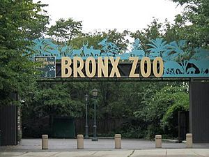 Stavenn Bronx Zoo 00
