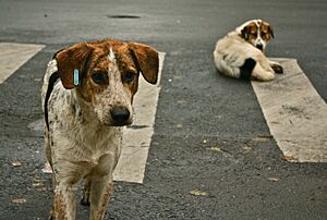 Stray dogs crosswalk