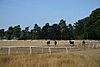 Stud Plantation, Herringswell - geograph.org.uk - 207921.jpg