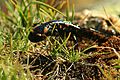 Summer is coming - Se acerca el Verano (Salamandra salamandra under assault) (7655566054)