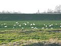 Swans field Poland