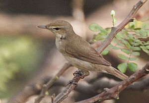 Syke's Warbler (Hippolais rama) on Vilaiti Siris (Samanea saman) in Kolkata W IMG 4659.jpg