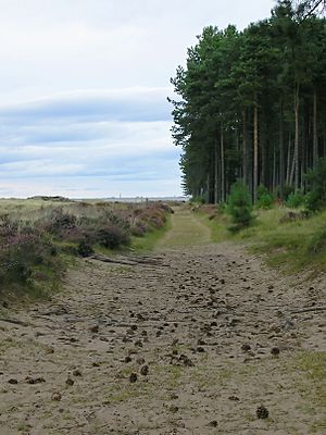 Tentsmuir Forest1