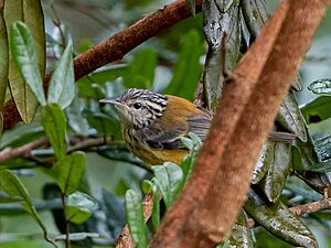 Terenura sicki Orange-bellied Antwren (female); Pedra d'Antas reserve, Lagoa dos Gatos, Pernambuco, Brazil.jpg