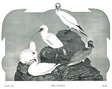 The Gannet. Case 92. British Birds Gallery, The Lord Derby Natural History Museum, Liverpool, 1932