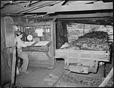 The check weighman at the tipple. P V & K Coal Company, Clover Gap Mine, Lejunior, Harlan County, Kentucky. - NARA - 541304
