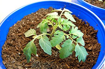 Tomato 27 days from planting seeds