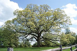 Historic Travilah Oak