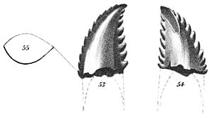 Troodon formosus.jpg