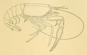 Typhlocaris galilea - plate from Transactions of the Linnean Society of London - CROP.jpg