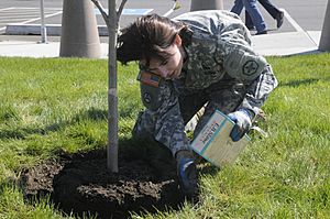 U.S. Army Sgt. 1st Class Adrian Bennett with the 364th Sustainment Command fertilizes newly-planted trees during the unit's commemoration of Earth Day in Marysville, Wash., April 22, 2013 130422-A-WJ570-363