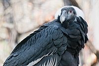 Vultur gryphus -Franklin Park Zoo, Massachusetts, USA -female-8a