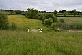 Weald Common Flood Meadows south 5