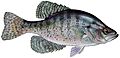 White crappie pomoxis annularis (white background)