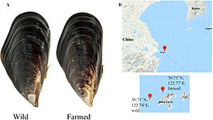 Wild and farmed hard-shelled mussels (Mytilus coruscus) collected in Shengsi, China