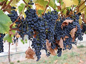 Wine grapes08