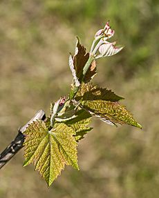 Young grapevine leaves 1