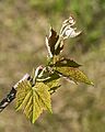 Young grapevine leaves 1