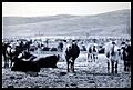 1895 cattle RanchoSantaRosa