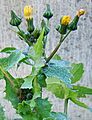 2006-11-16Sonchus oleraceus03-03