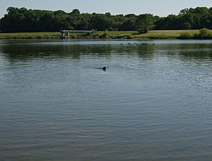 A dog swimming in Lake Luxembourg, Bucks County, Pennsylvania.jpg