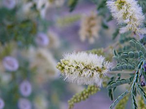 Acacia-greggii-flower