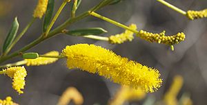 Acacia lysiphloia flowers