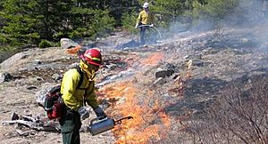 Acadia National Park, firefighters at a prescribed burn