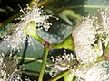 Acmenoides flower Eastwood