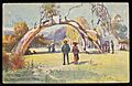 Adelaide - The Proclamation Tree (NBY 441123)