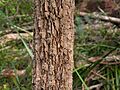 Allocasuarina decussata bark