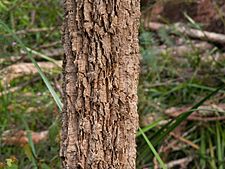Allocasuarina decussata bark