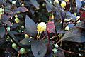 Alternanthera brasiliana (L.) Kuntze (357163880)
