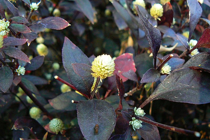 Alternanthera brasiliana (L.) Kuntze (357163880)