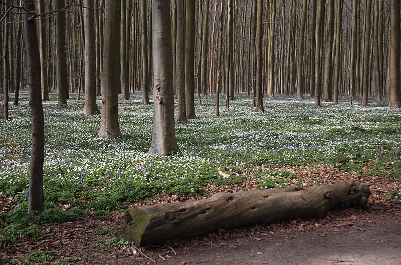 Anemones in Hallerbos Belgium