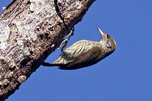 Antillean piculet Facts for Kids