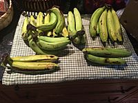 Approximately 30 Gros Michel Bananas