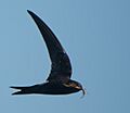 Apus pacificus -Japan -flying-8