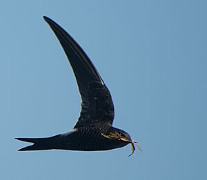Apus pacificus -Japan -flying-8