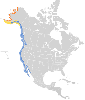 Arenaria melanocephala map.svg