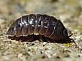 Armadillidium vulgare 001