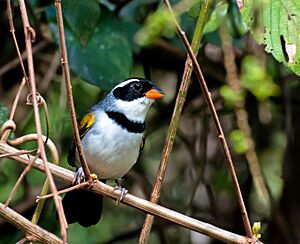 Arremon flavirostris -Piraju, Sao Paulo, Brazil-8.jpg